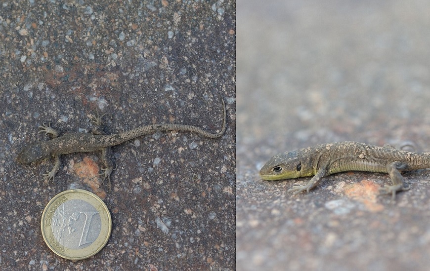L. bilineata baby